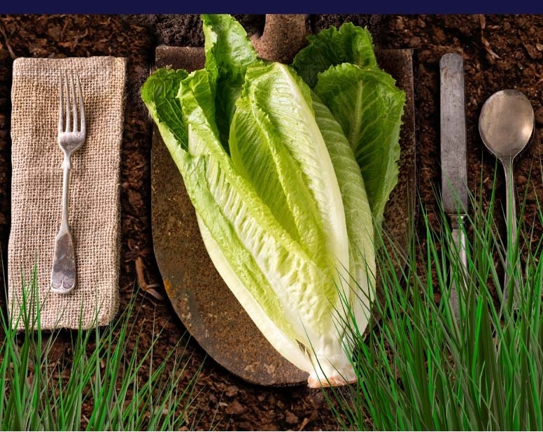 Read more about the article Reducing Food Losses And Waste By Identifying And Eliminating Waste